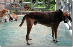 犬、ビエンチャン、ラオス